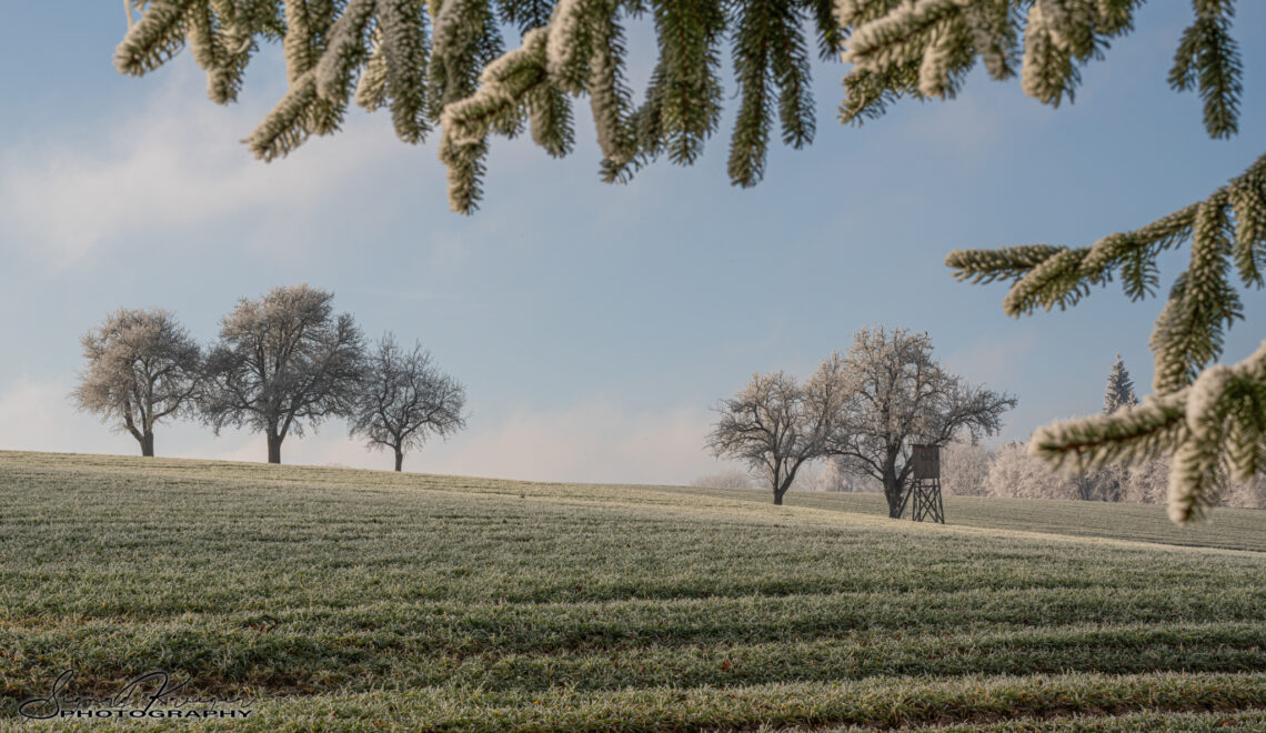 Winterweizen