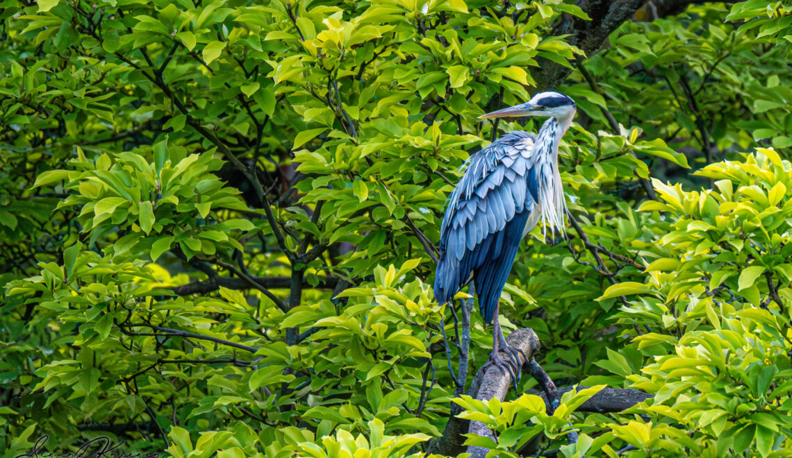 Egon the Heron