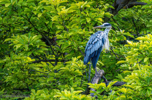 Egon the Heron