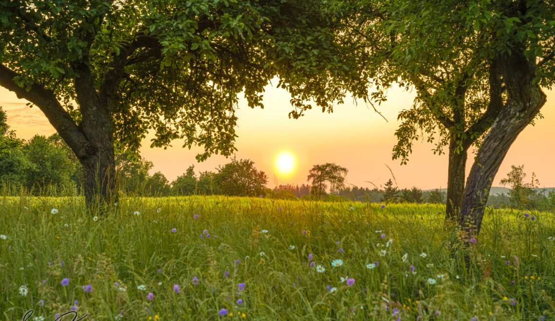 Flower Meadow
