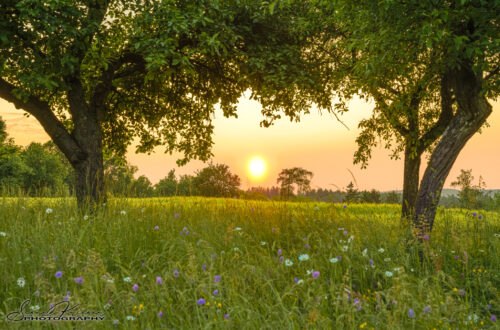 Flower Meadow