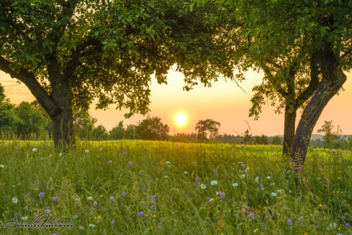 Flower Meadow