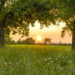 Flower Meadow