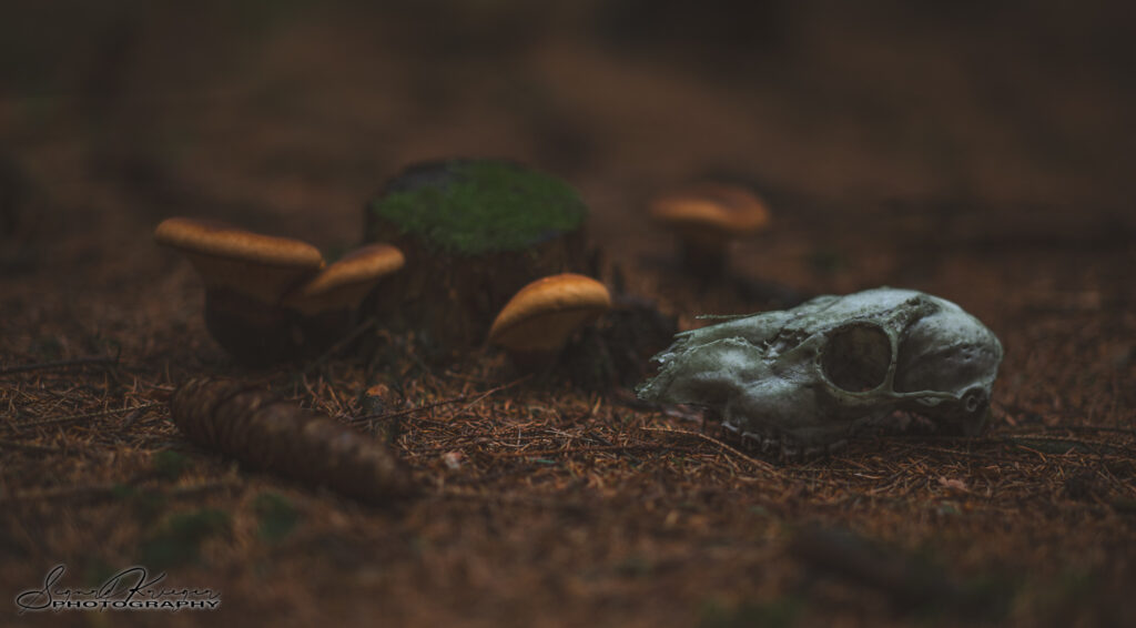 Cycle of life II