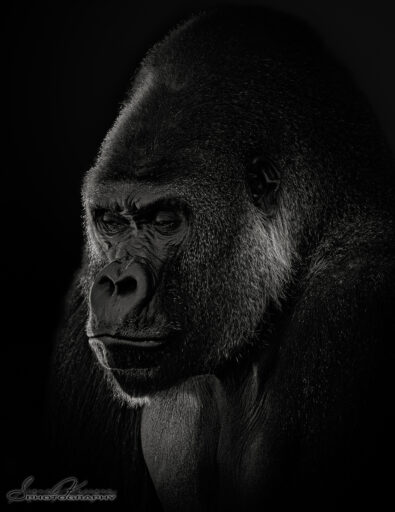 Silverback