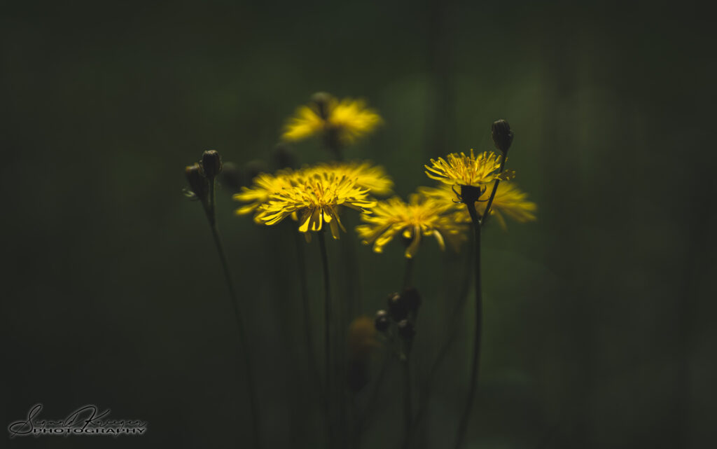 Coherent Light