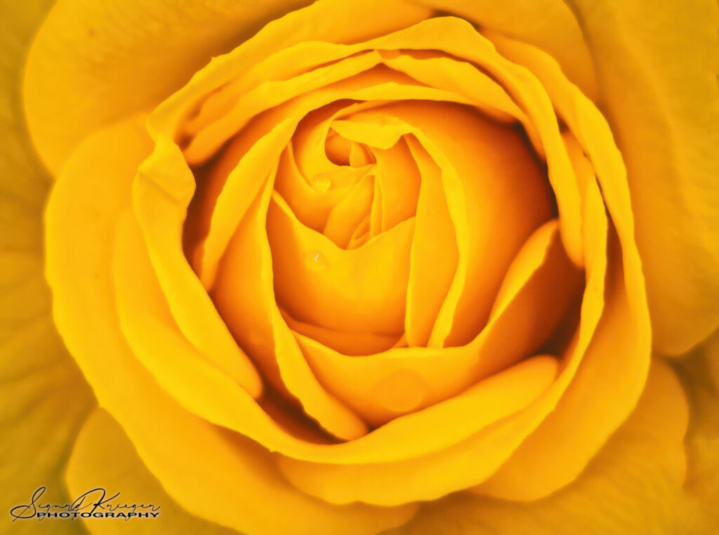 Rose is a Rose