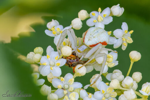 Deadly Elder